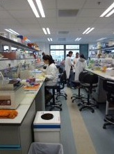 L’Institut Pasteur et l’Université de Hong Kong : une collaboration de choc