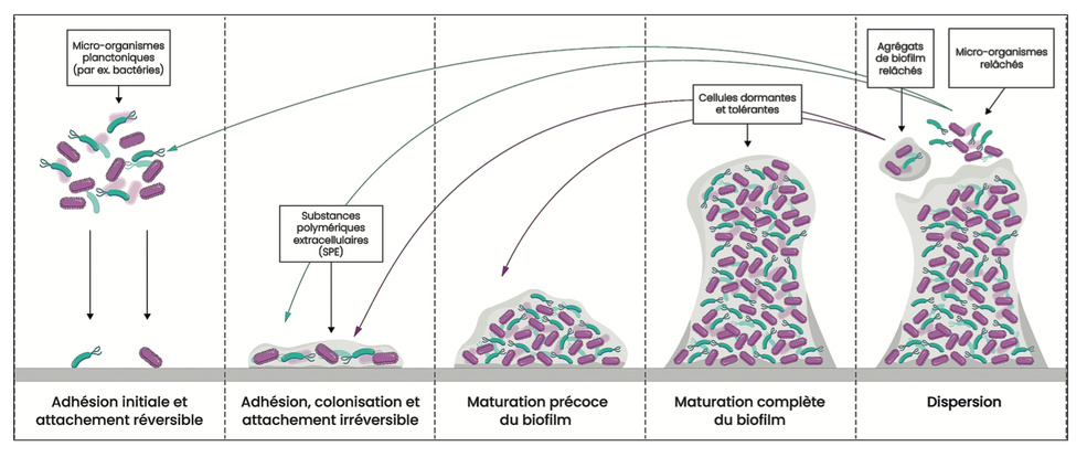 Le dioxyde de chlore, une alternative prometteuse contre les organismes multirésistants et les biofilms