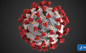 Comprendre les mécanismes d'immunité après une infection au Covid-19