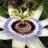 Passionaria4857